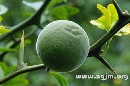 梦到无花果树结满果实_周公解梦准吗