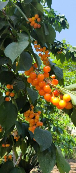 孕妇梦到樱桃是什么意思_孕期梦见樱桃预示什么