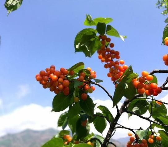 孕妇梦到樱桃是什么意思_孕期梦见樱桃预示什么