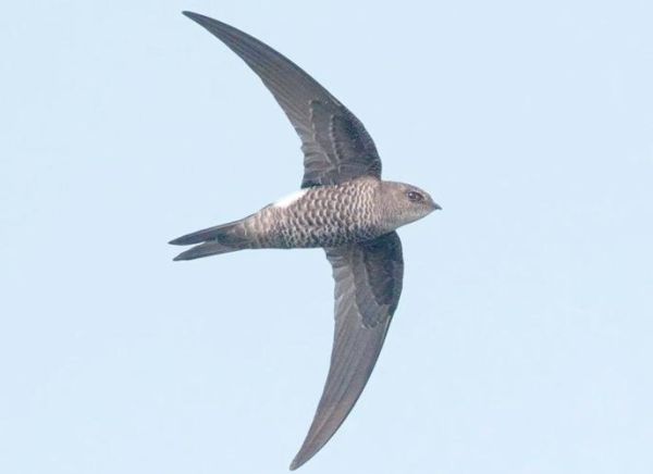 雨燕鸟图片大全_如何辨别不同种类雨燕