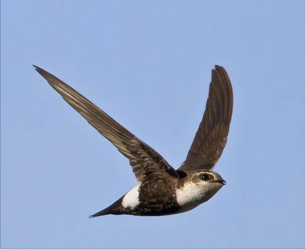雨燕鸟图片大全_如何辨别不同种类雨燕