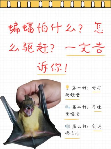 梦到蝙蝠是什么意思_梦见蝙蝠是吉是凶