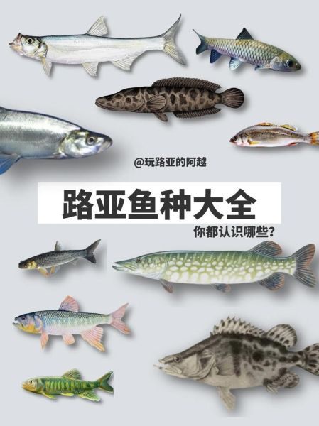 钓鱼图片大全_如何快速识别鱼种