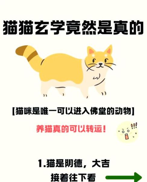 梦到养猫是什么意思_梦到养猫预示着什么