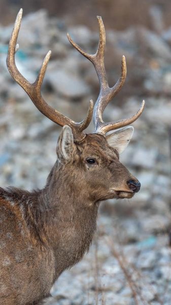 梅花鹿图片大全大图_高清壁纸哪里找