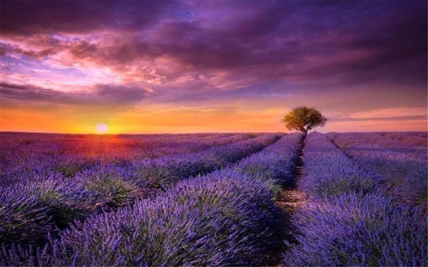 唯美图片大全高清_如何挑选壁纸