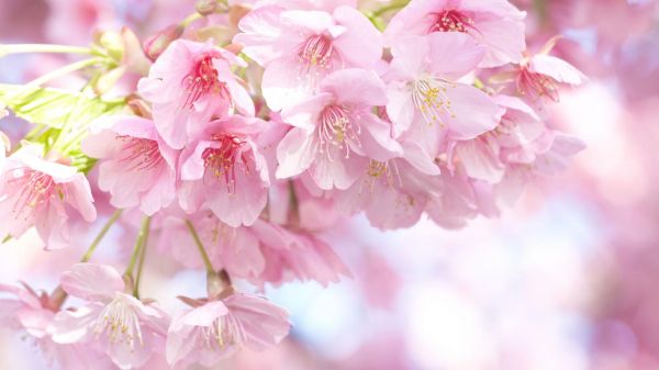 唯美图片大全高清_如何挑选壁纸