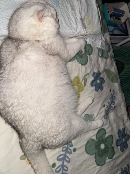 梦到枕头是什么意思_梦到枕头预示着什么