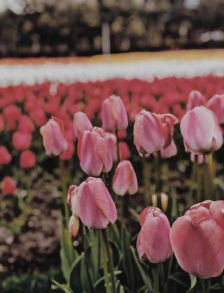 郁金香图片大全_如何拍摄出高级感