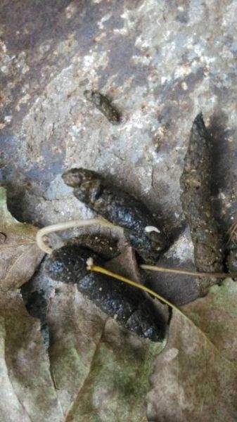 梦到拉出来好多虫子_是什么意思