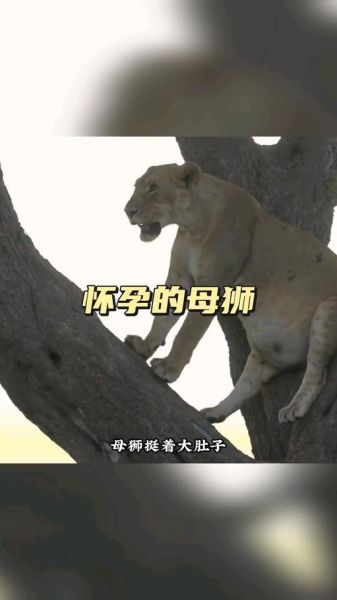 孕妇梦到狮子_是生男孩吗