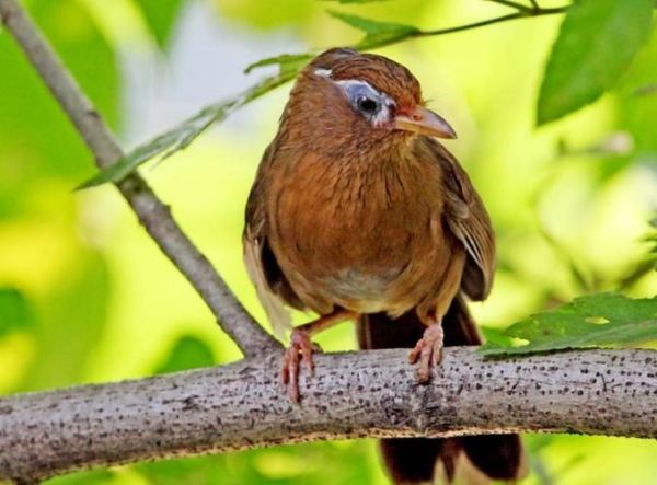 梦到画眉是什么意思_画眉鸟在梦里预示什么