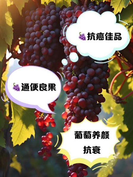 梦到摘葡萄吃是什么意思_梦到摘葡萄吃周公解梦