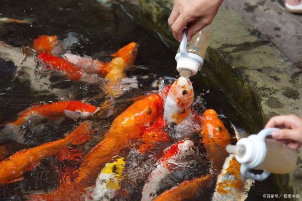 梦到喂鱼是什么意思_梦见喂鱼好不好