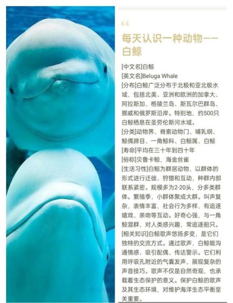 白鲸图片大全_如何辨别白鲸真假照片