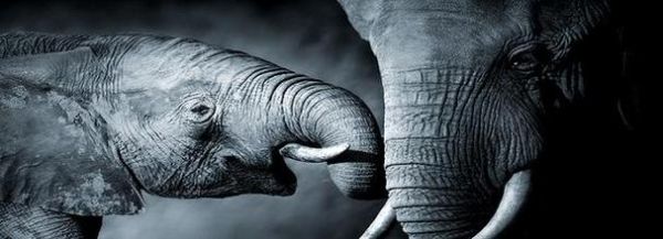 梦到象是什么意思_梦见大象预示什么