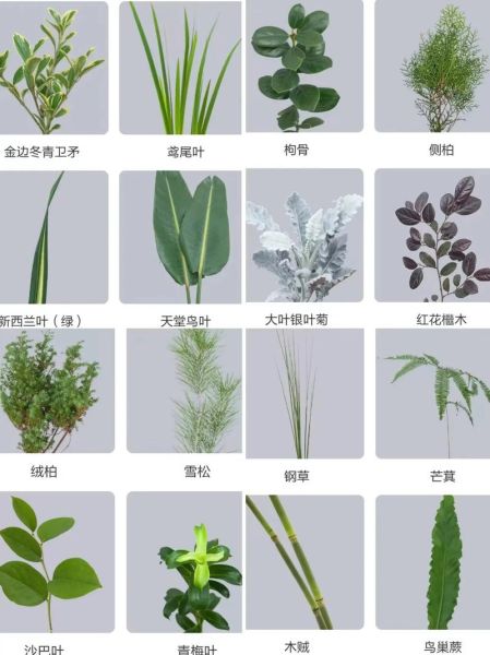 草木图片大全_如何识别常见植物