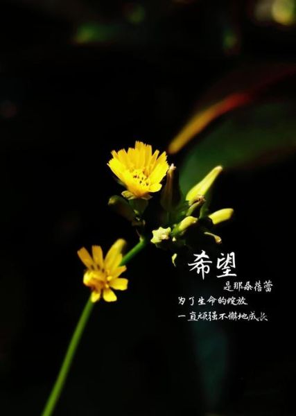 希望图片大全_如何挑选高清无水印素材