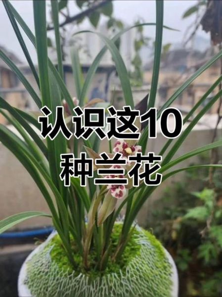 兰花图片大全大图_如何挑选高清兰花图