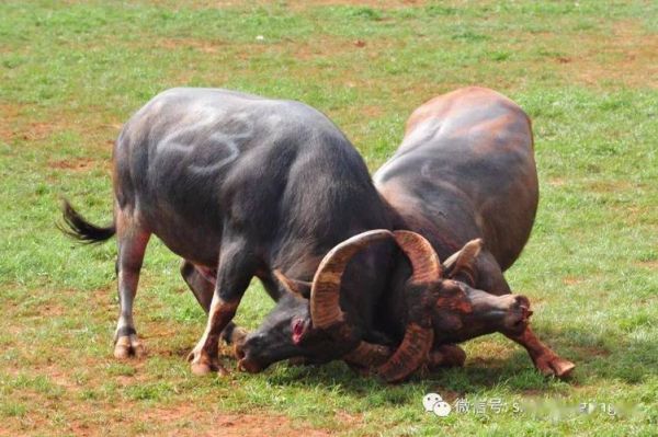 斗牛图片大全大图_高清斗牛照片哪里找