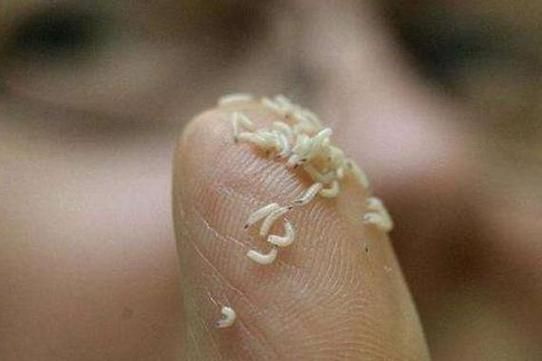 梦到很多蛆_是什么意思